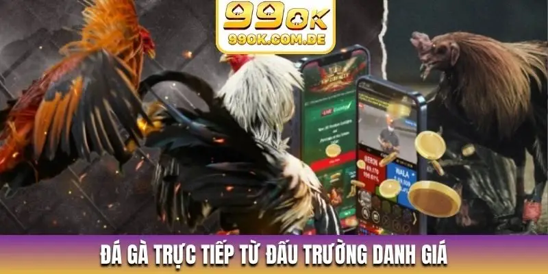 Đá gà trực tiếp từ đấu trường danh giá