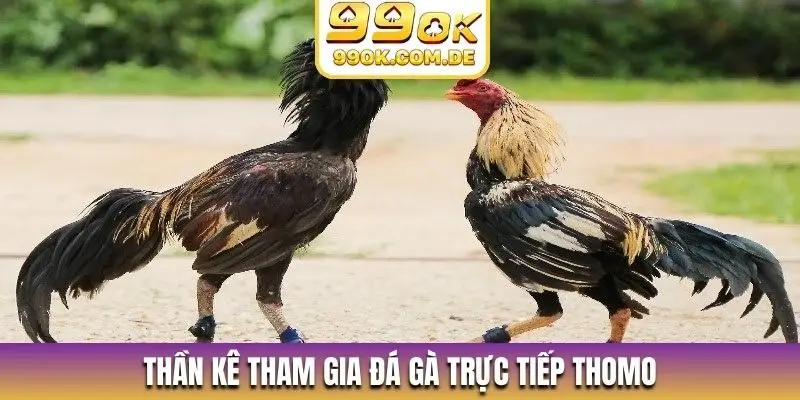 Thần kê tham gia đá gà trực tiếp Thomo